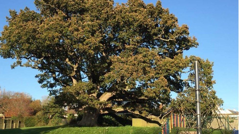 Silverton oak tree