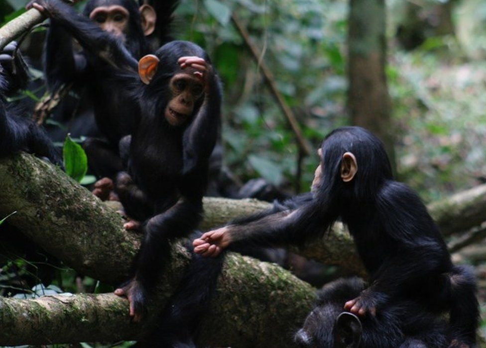 A chimp gestures to another