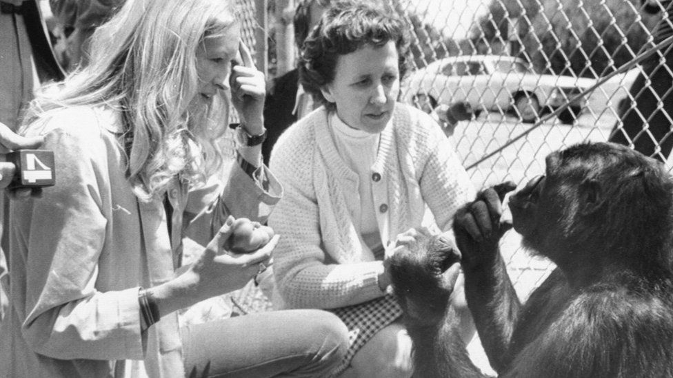 Instructors taught Koko a version of American Sign Language