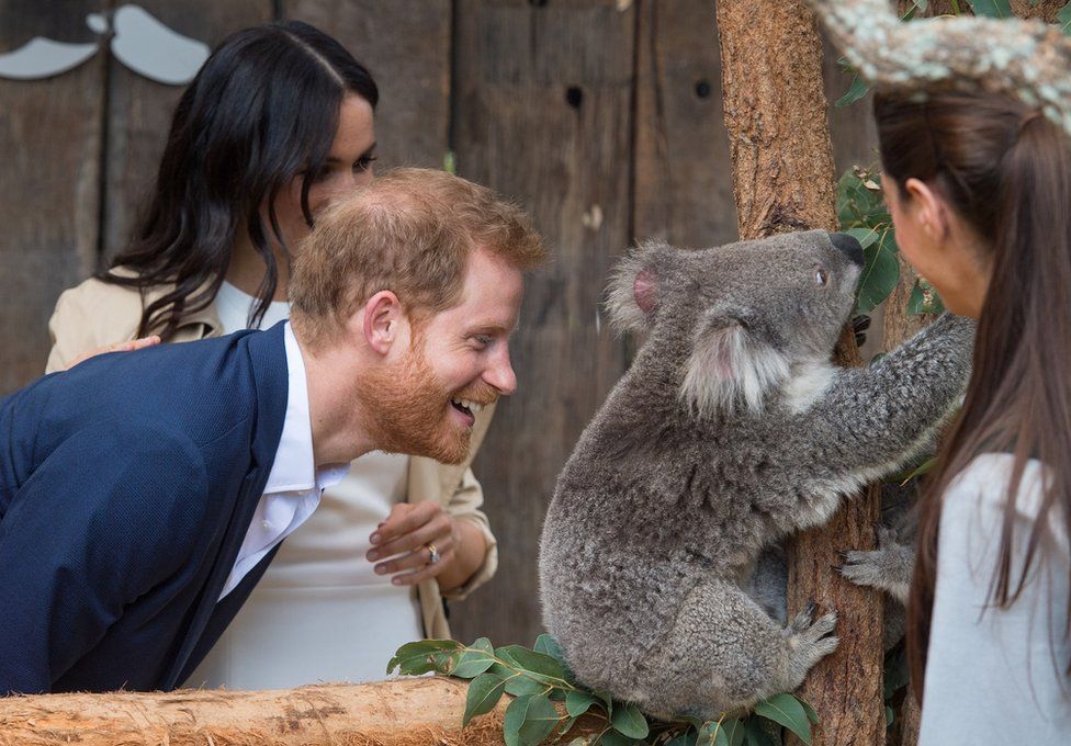 Prince Harry, Duke of Sussex and Meghan, Duchess of Sussex meet a Koala called Ruby during a visit to Taronga Zoo on October 16, 2018 in Sydney, Australia