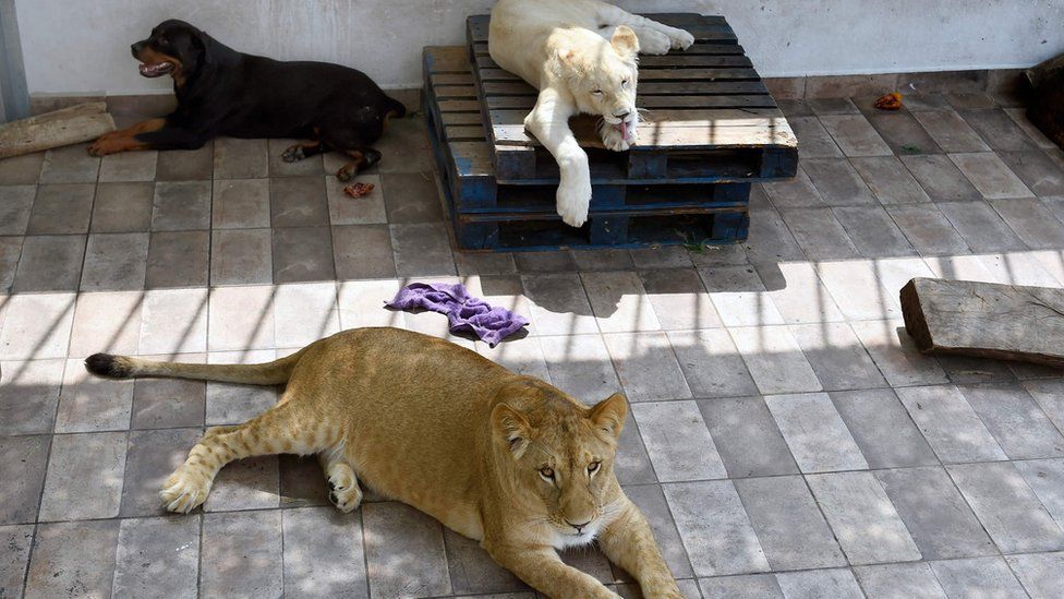Two lions pictured relaxing alongside a pet dog, Mexico City, 10 October 2018