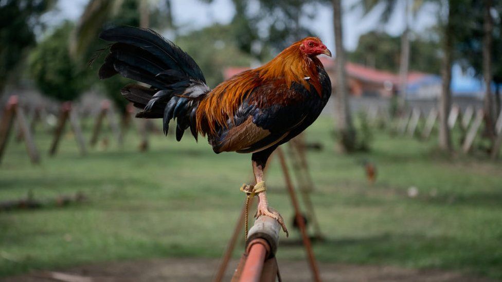 Indian Man Killed By His Own Bird During Cockfight Bbc News