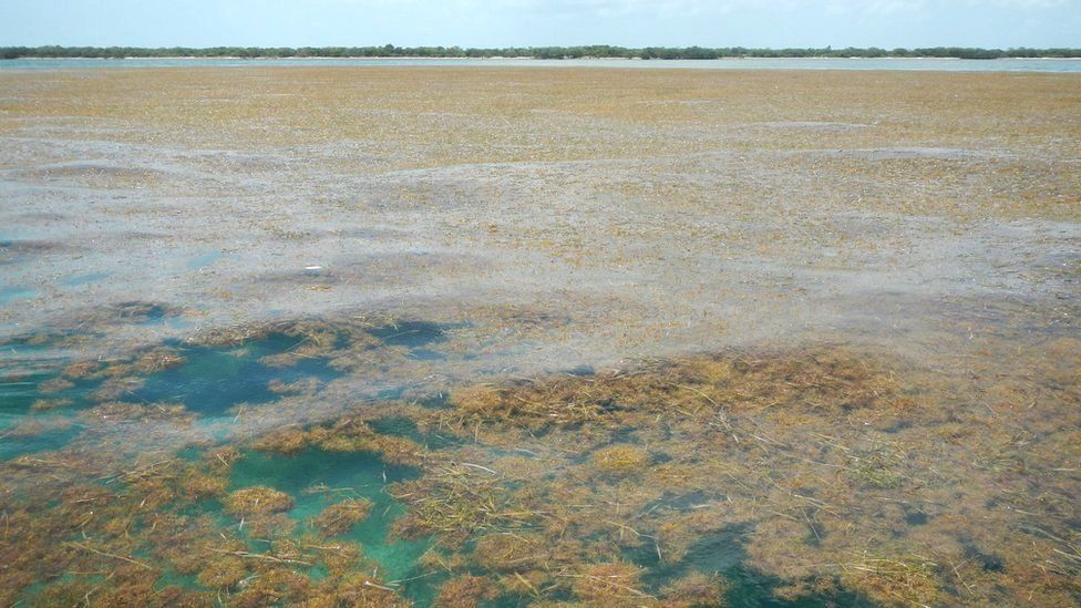 Sargassum The biggest seaweed bloom in the world BBC News