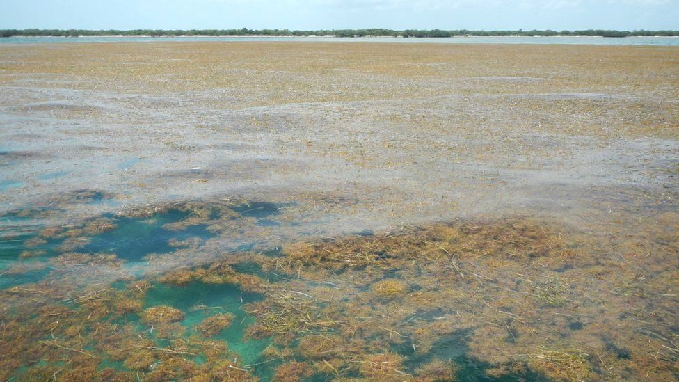 Sargassum off Big Pine Key in the lower Florida Keys