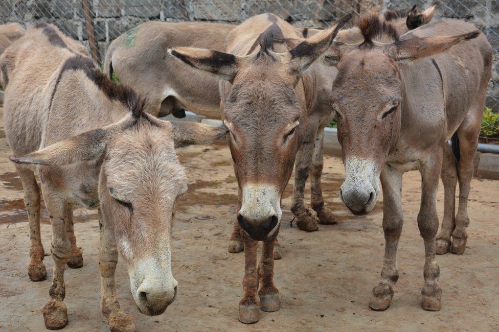 Donkeys in a pen at a slaughterhouse in Kenya