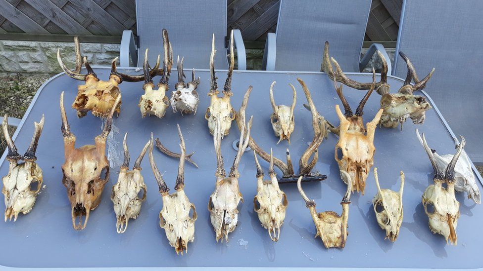Animal skeletons found during Worksop drugs raid - BBC News Animal skeletons found during Worksop drugs raid - BBC News