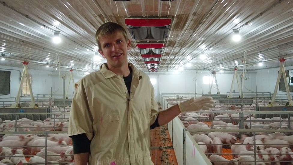 Farmer Mike Boerboom and his pigs