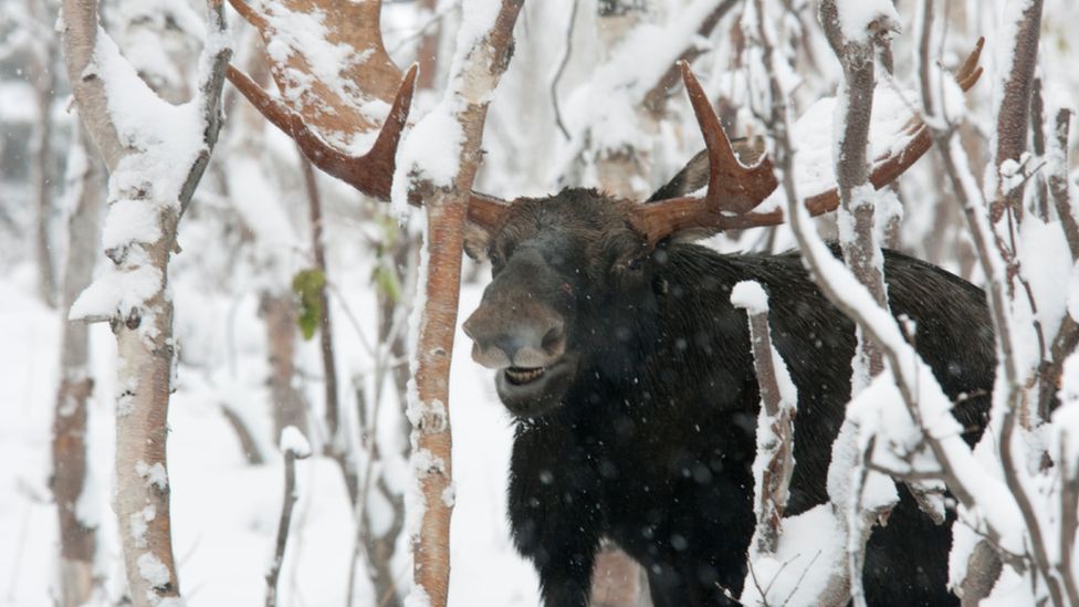 Canadians warned about car-licking moose - BBC News