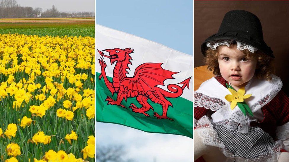 A field of daffodils, the Welsh flag and a girl in traditional Welsh costume