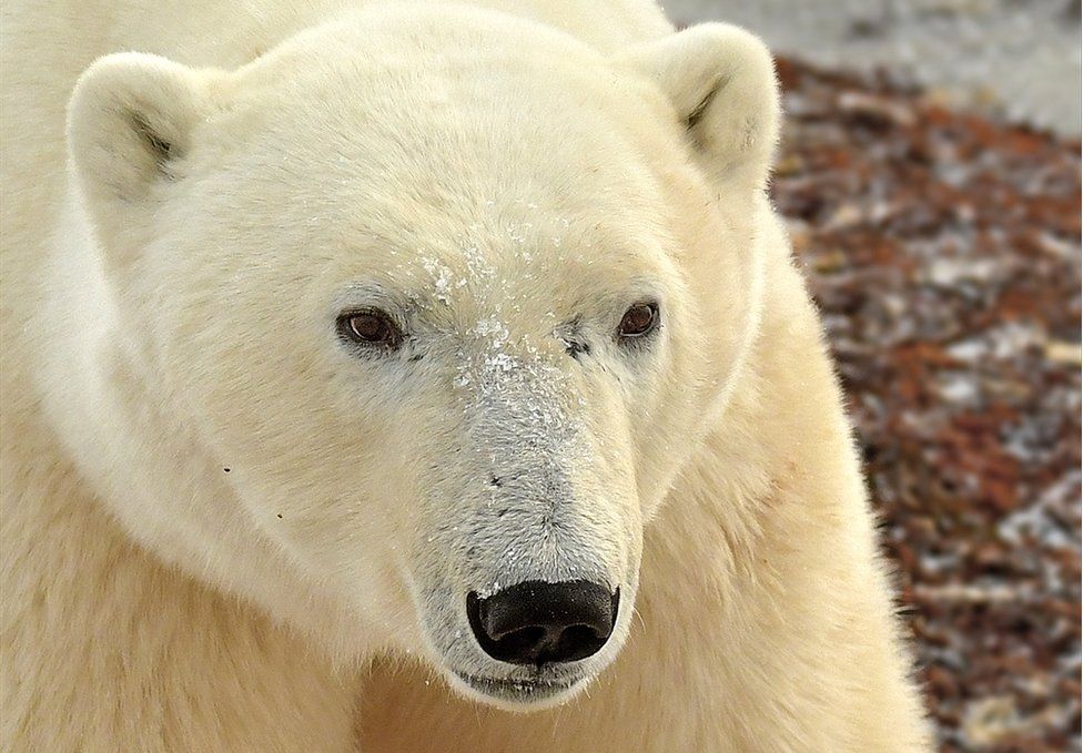 Dumfries to host first Wild Film Festival Scotland - BBC News