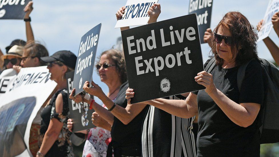 Live export protest