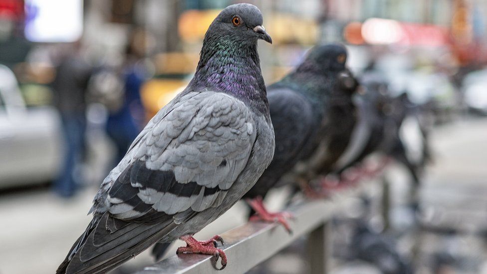 Pigeon Droppings Health Risk Should You Worry Bbc News