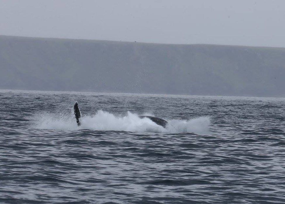 Humpbacks pictured breaching off Lewis - BBC News