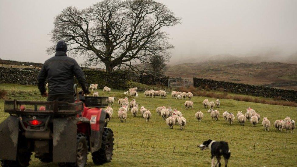 Farmer with a flock of sheep and a sheepdog