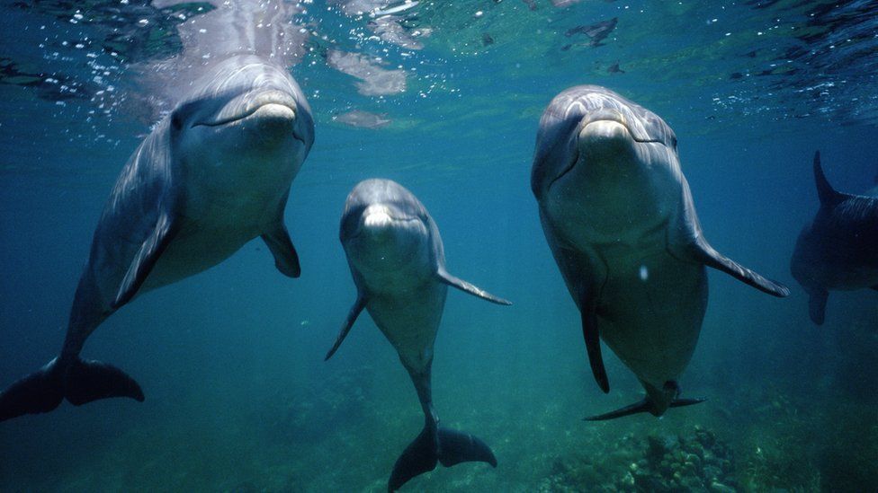 Marine wildlife: Stranded dolphins rescued in Merseyside - BBC Newsround