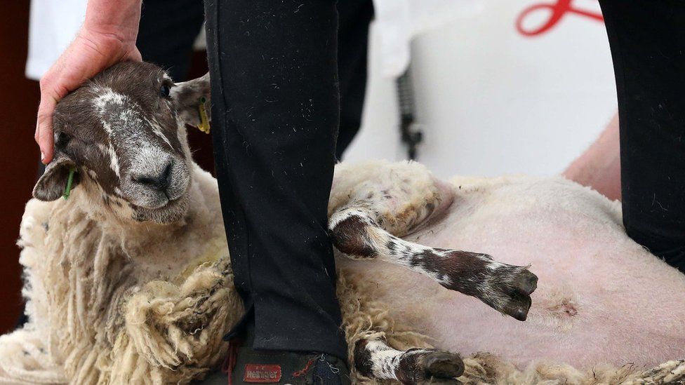 A man shears a sheep at Balmoral Show