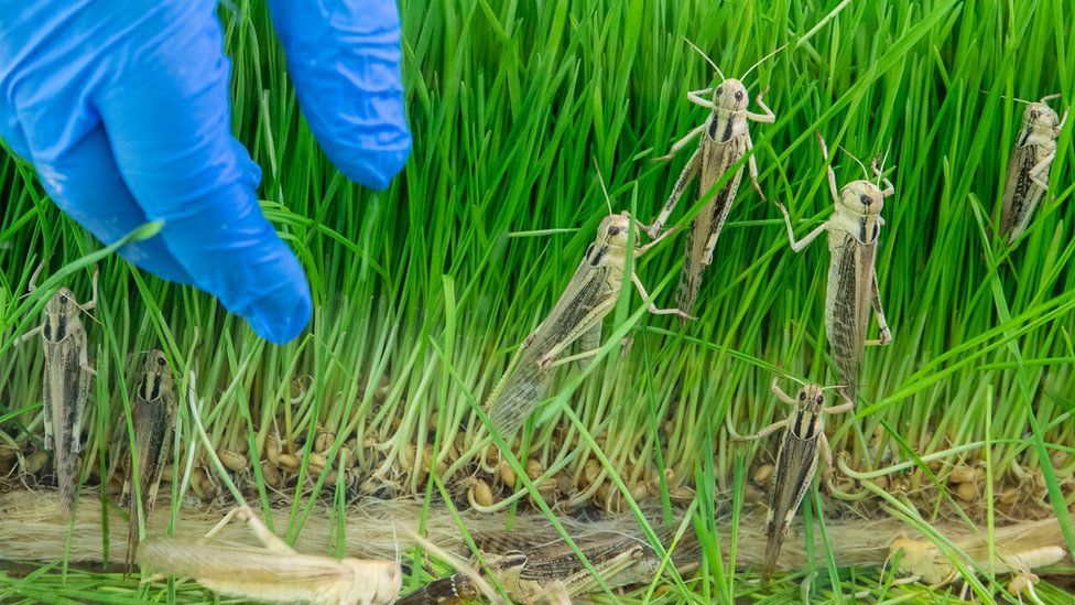 Locusts at Israeli firm Hargol