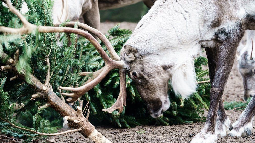 A European Forest reindeer rubs his antlers on a Christmas tree in an enclosure at the Berlin Zoological Garden in Berlin, Germany, 29 December 2021