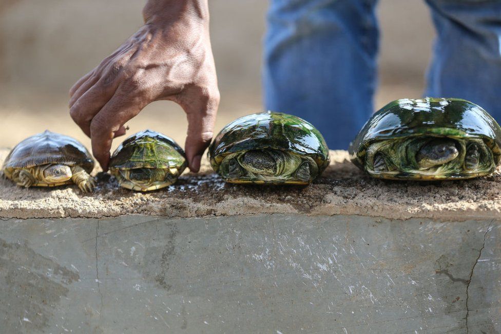 Turtles are seen at Al Bageir Wildlife Park which is home to many animal species such as lions, monkeys, snakes, ostrich in Khartoum, on 17 June 2022.