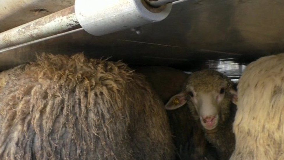 Sheep are pictured in overcrowded conditions