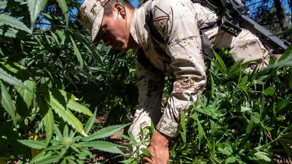 Un soldado destruye plantas de marihuana.