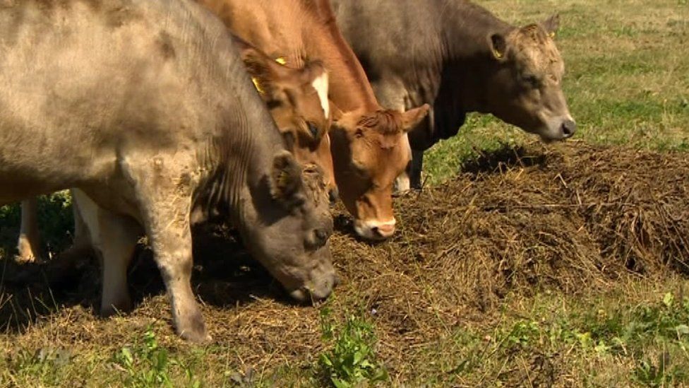 Somerset farmers taking ‘unprecedented steps’ in heatwave