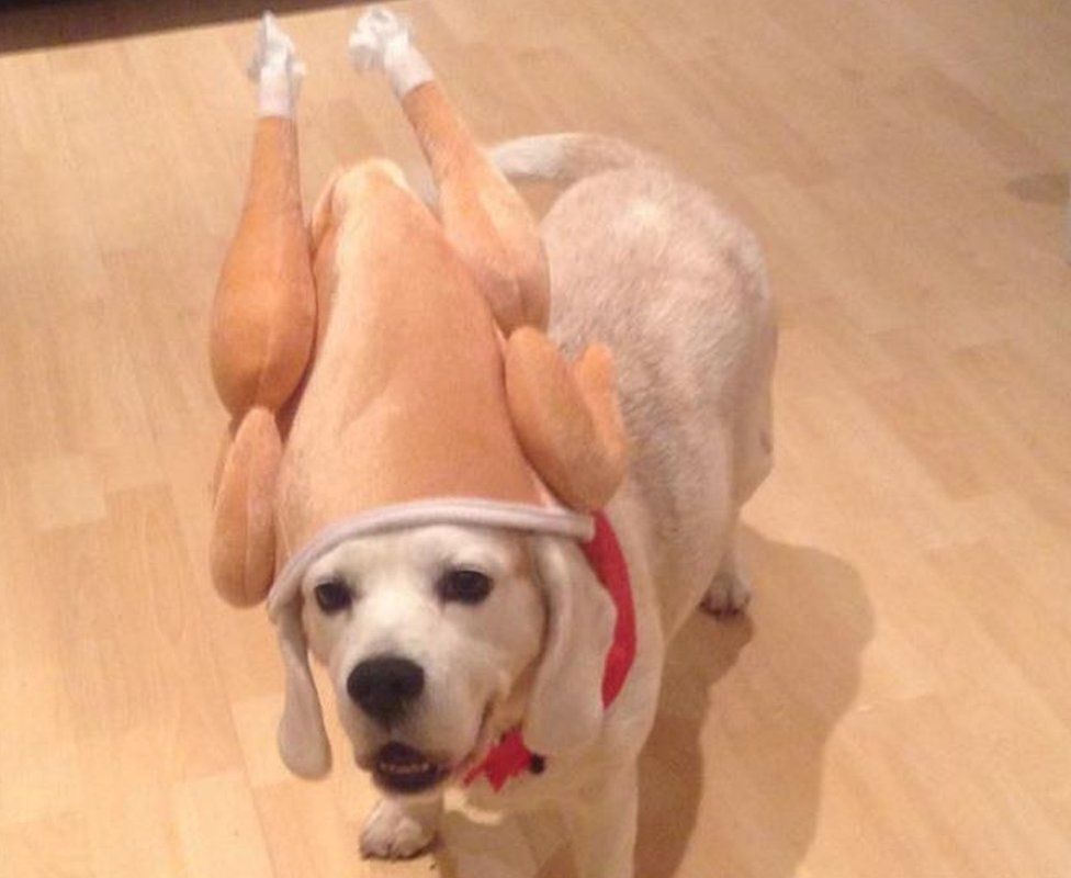 dog turkey outfits