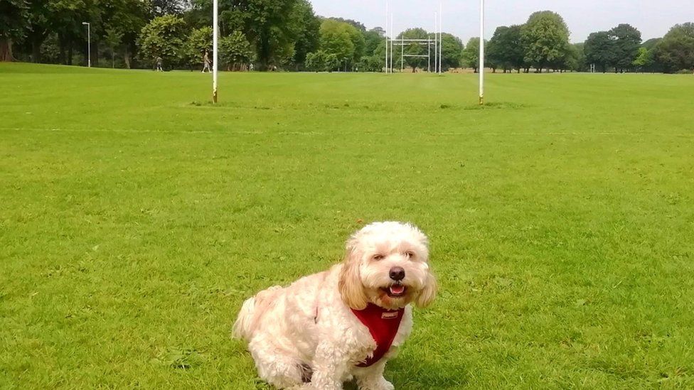 Dog near rugby field