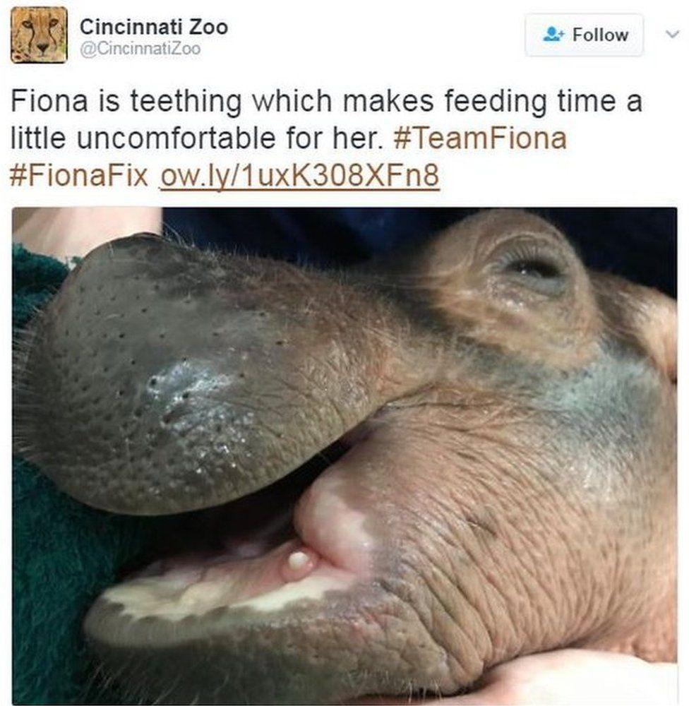 A picture of baby hippo Fiona with a new tooth