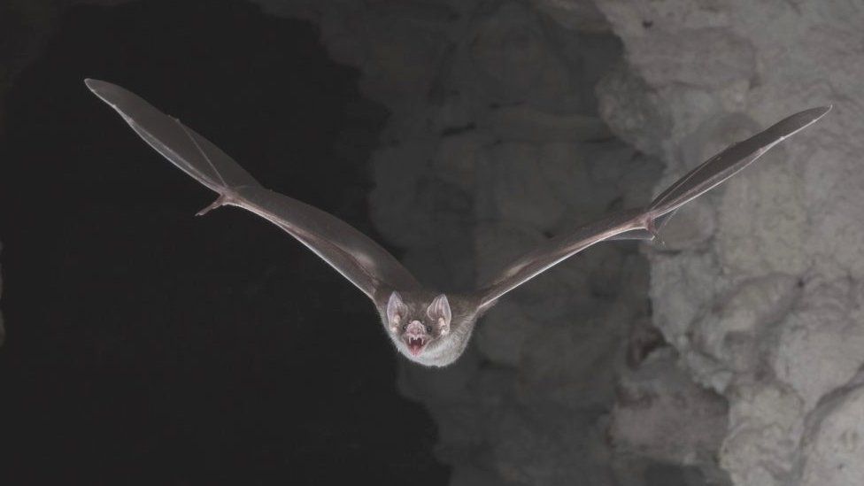 A common vampire bat (Desmodus rotundus) going out for its nocturnal hunt