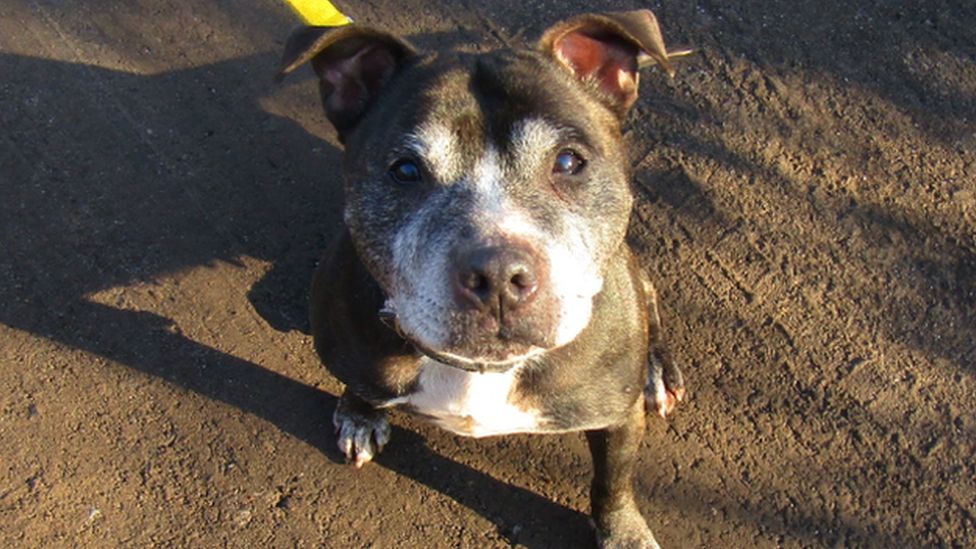 Unwanted staffordshire bull sales terriers