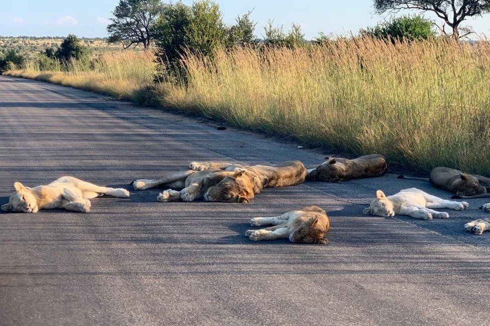 Lions in Kruger National Park