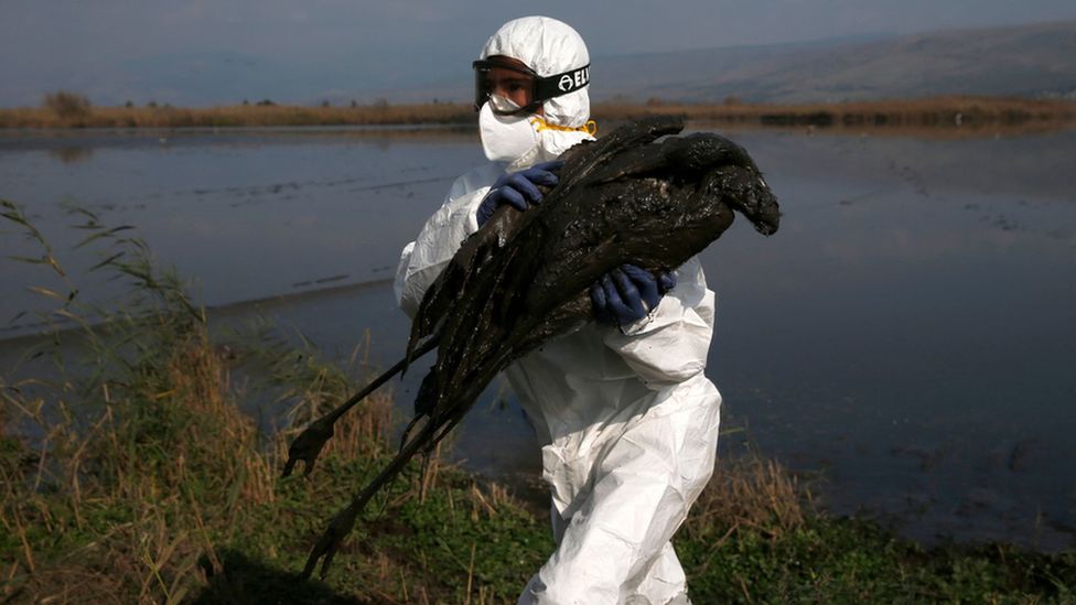 Scientist in Israel carries away carcass of seabird which died from bird flu