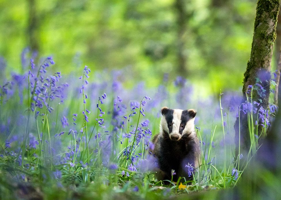 A baby badger walking through bluebells in a wood