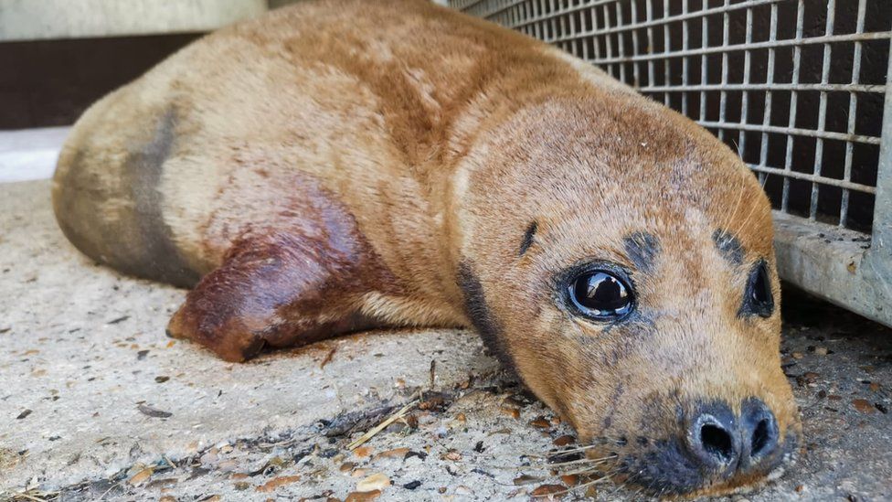 are seals really like dogs