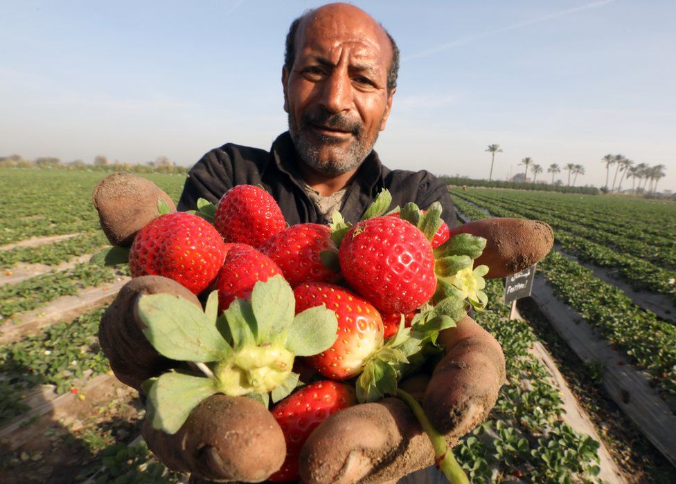 An Egyptian farmer holds harvested strawberries in Al Deir village in Toukh, north of Cairo.