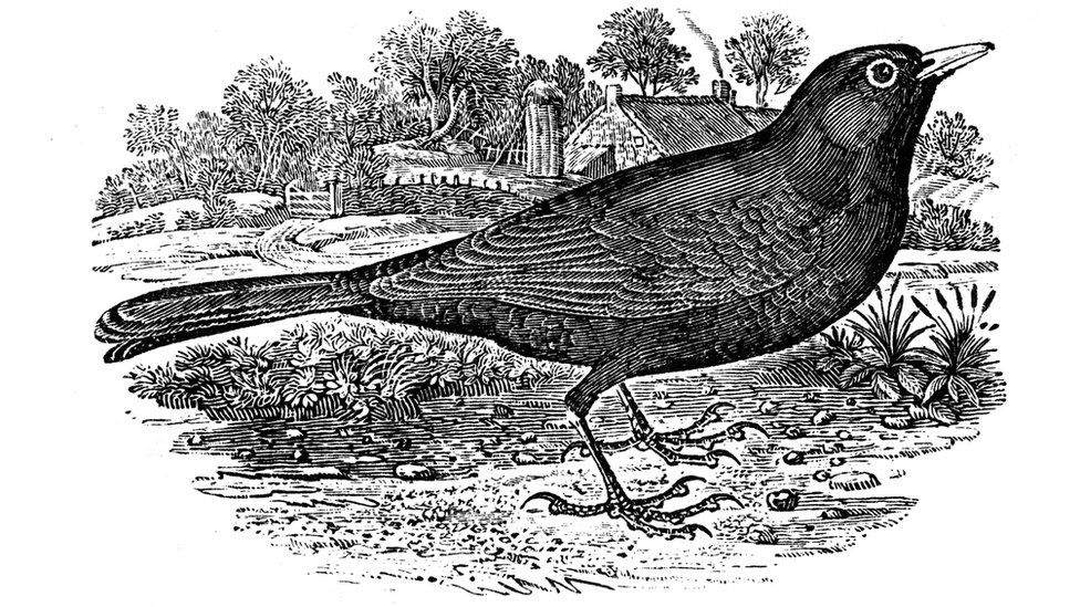 A picture of a blackbird made by the famous naturalist Thomas Bewick
