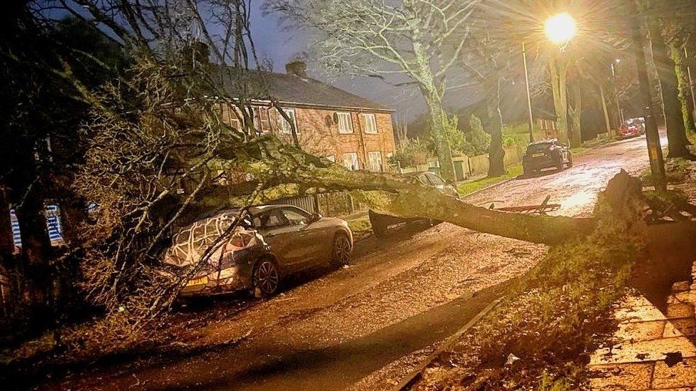tree fallen on a car