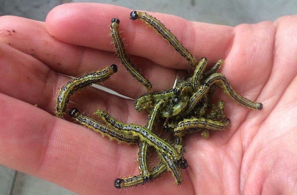 Box tree caterpillars