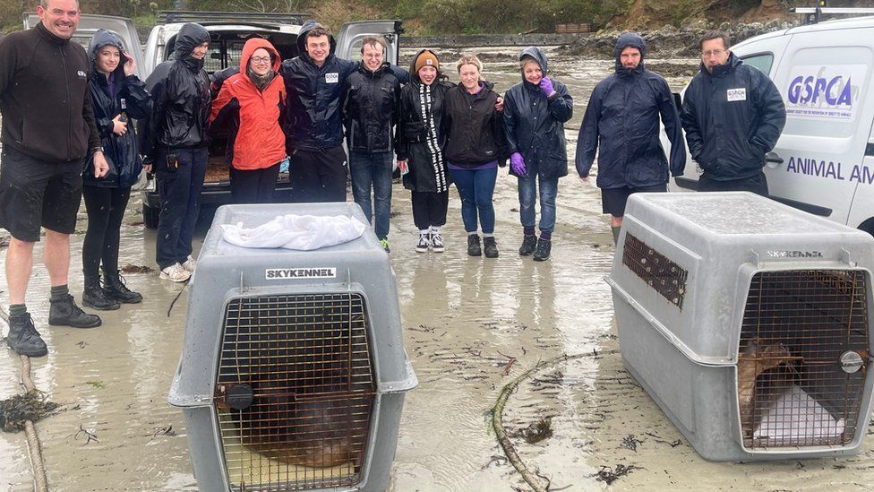 GSPCA staff with the seal pups ahead of their release to the wild