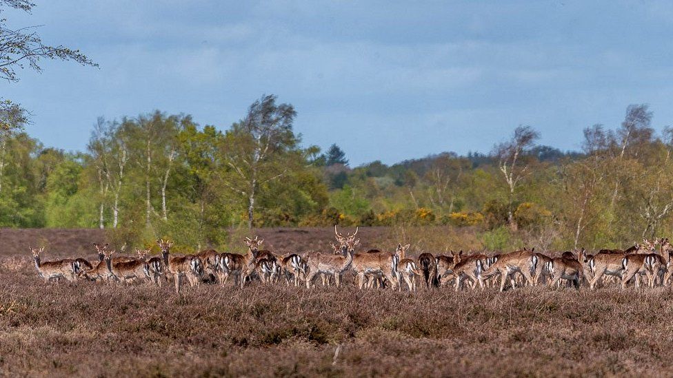 FRIDAY - Ibsley Common, New Forest