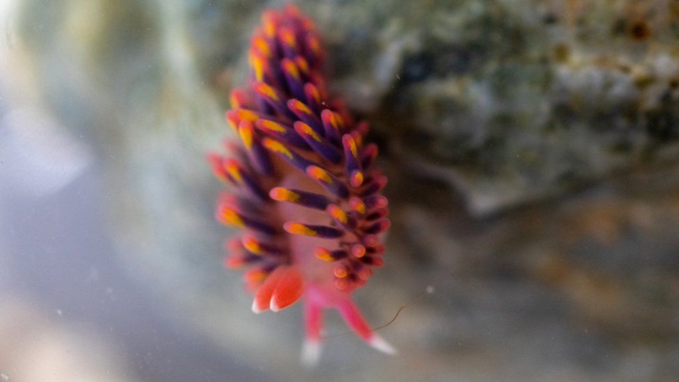 Sea slug