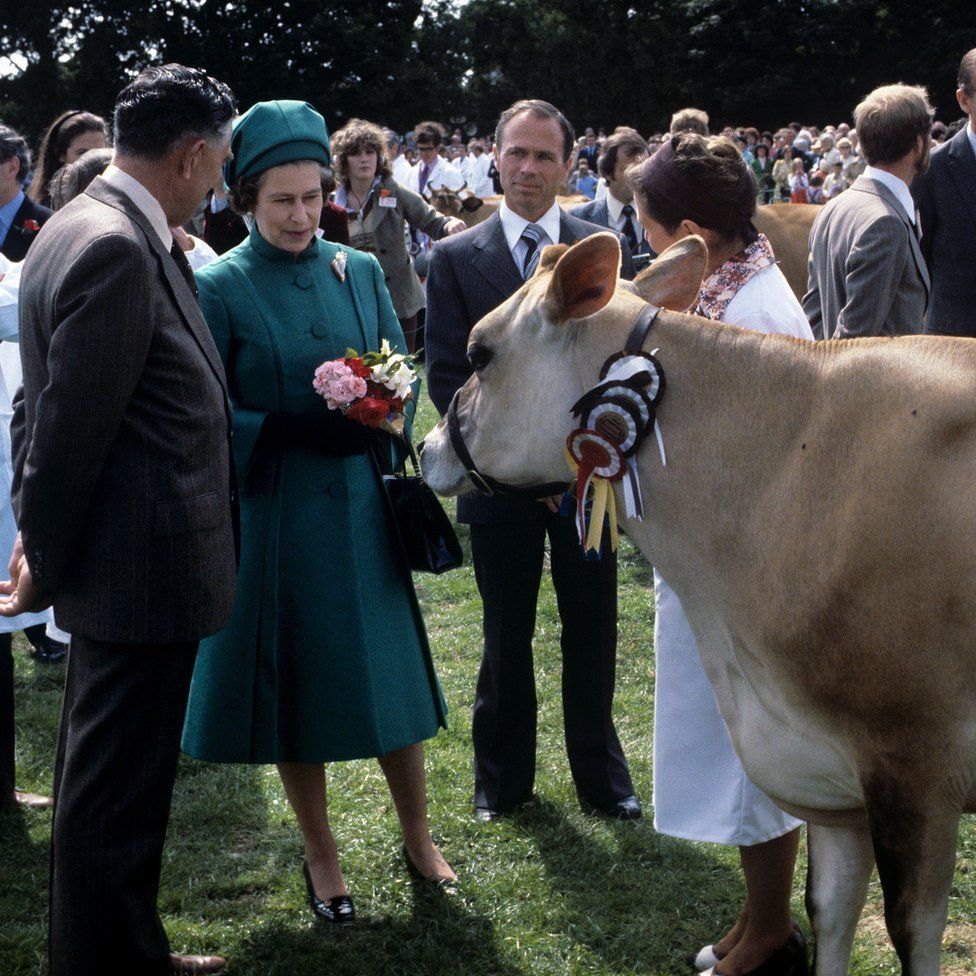 Королева Елизавета II с коровой из Джерси, подаренной ей на выставке Country Show в Le Petit Catelet, Сент-Джон, Джерси.