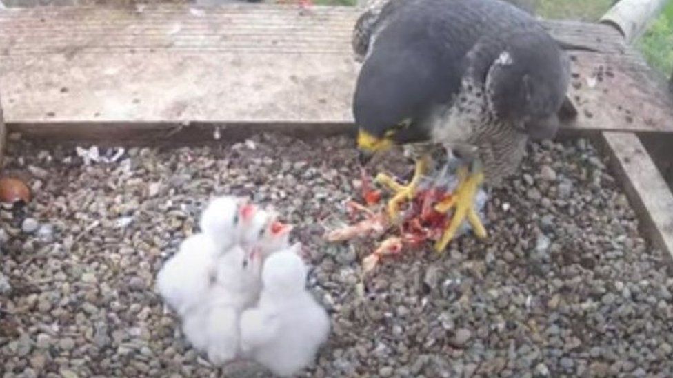 Peregrine falcon chicks at Worcester Cathedral