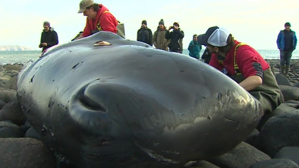 Flipboard Sperm Whale Washes Up On Hells Mouth Beach Gwynedd