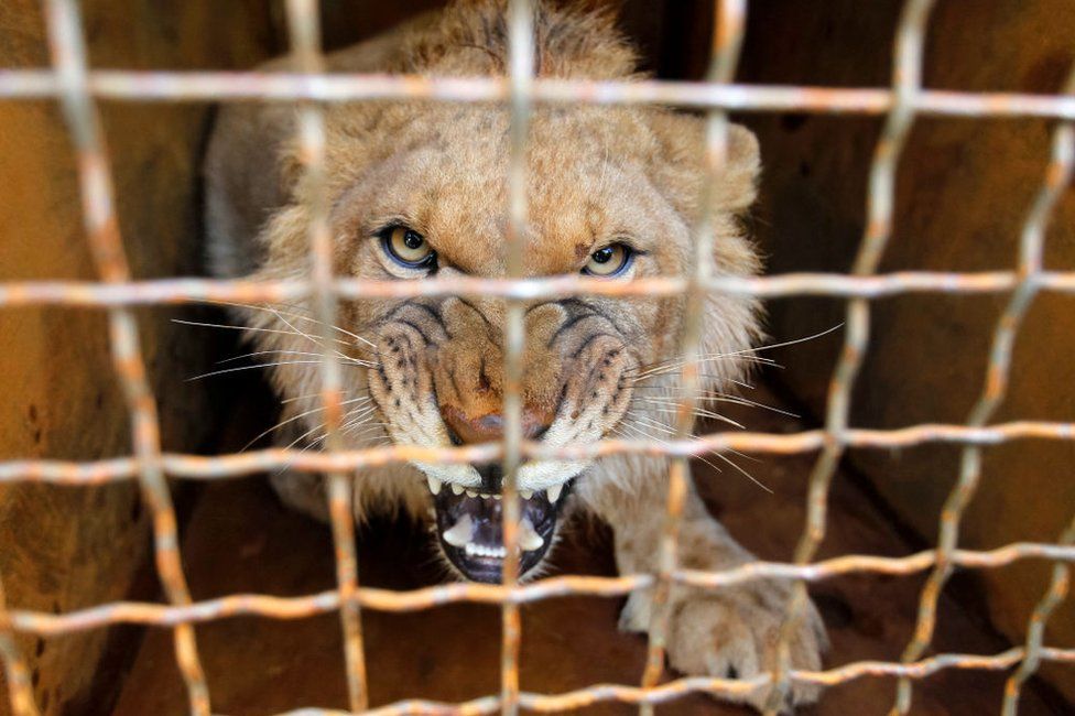 A lion cub bares its teeth at the camera from behind the bars on its cage.