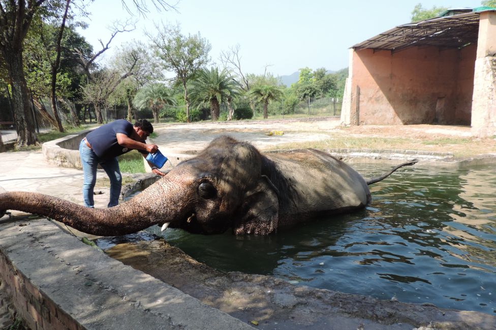 Kaavan The Worlds Loneliest Elephant Is Finally Going Free Bbc News 0001