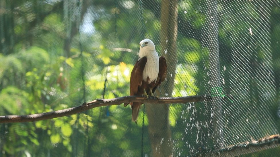 Bagaimana Harry Potter Jadi Kutukan Bagi Burung Hantu Indonesia