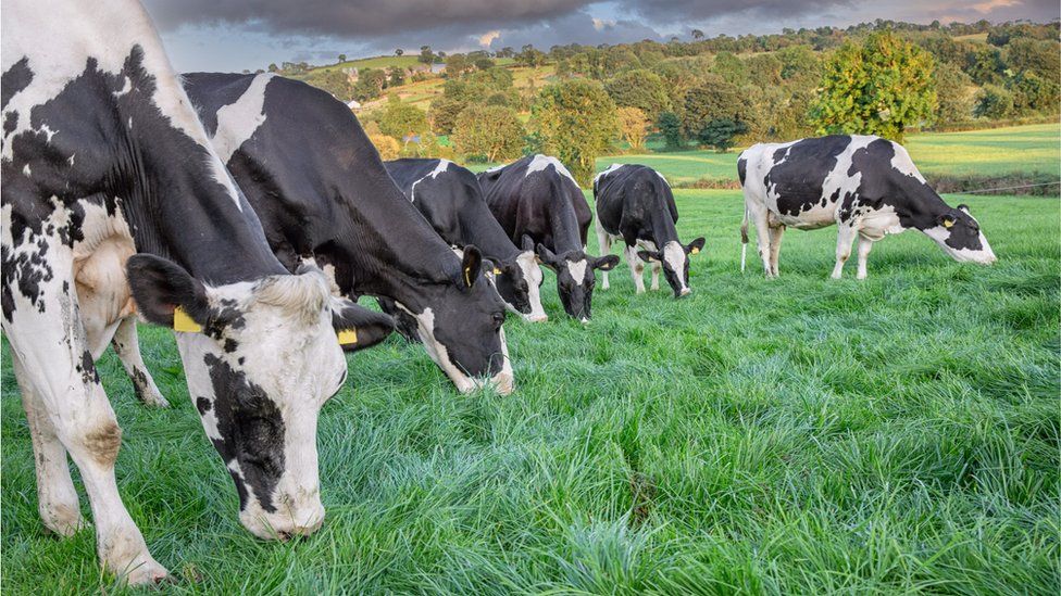 Group of Holstein dairy cows grazing - stock photo