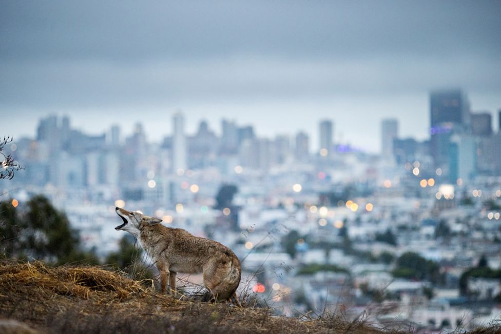 土狼在加利福尼亚州旧金山漫游。